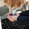 喉が渇いたよ、水、水、水ちょーだい！！