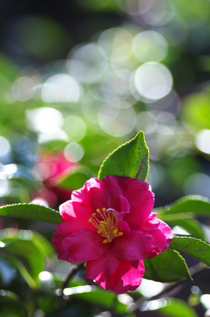 山茶花