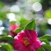 山茶花