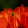 ZD50Macro 