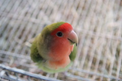 DSCF0121