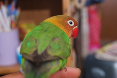 DSCF1817