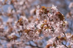 【orienta】桜