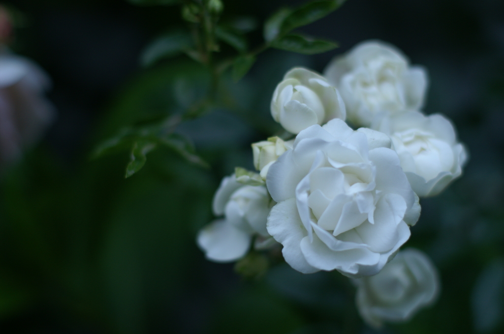 薔薇