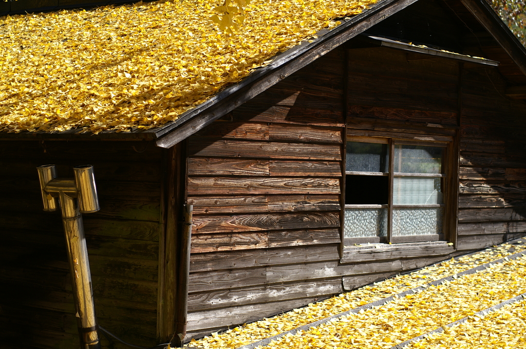 黄色い屋根
