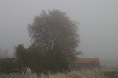 霧と古木