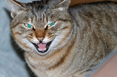 猫は魔物
