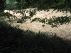 ヤマモミジ