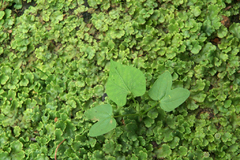 ゼニゴケとアサガオの芽