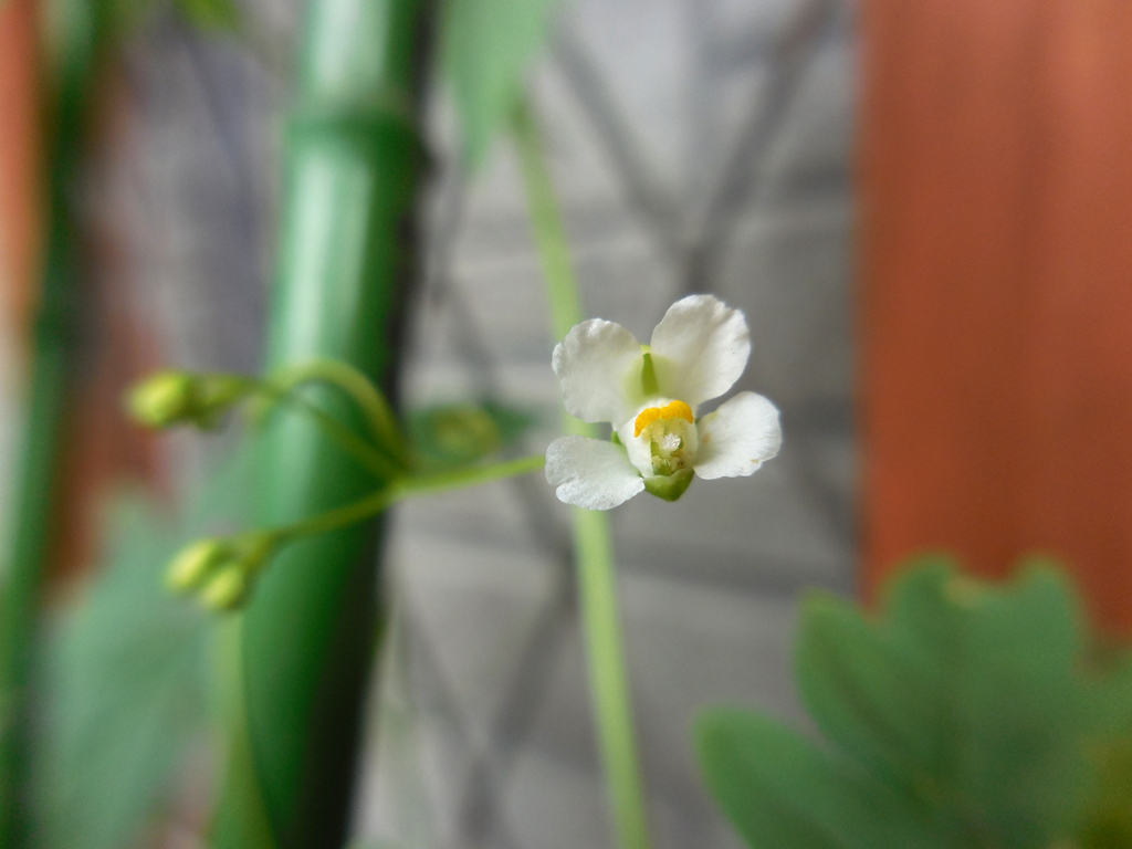 ハート３兄弟の花