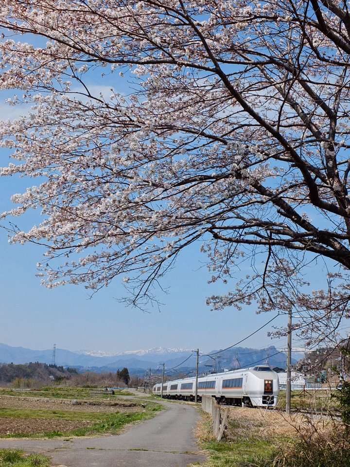 桜咲くころ