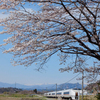 桜咲くころ