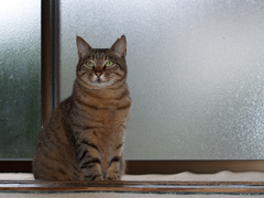 キャッチライト