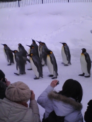 キングペンギンと撮影者たち