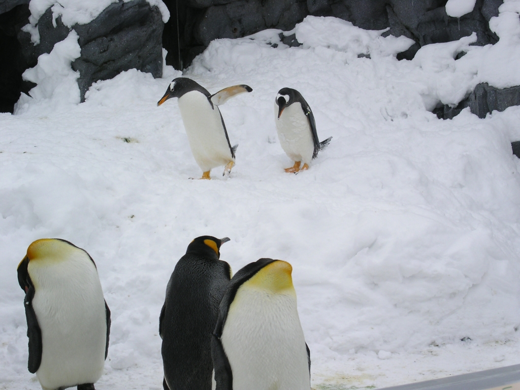 ジェンツーペンギンとキングペンギン