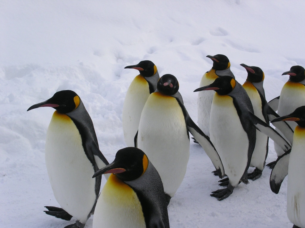 キングペンギンの散歩