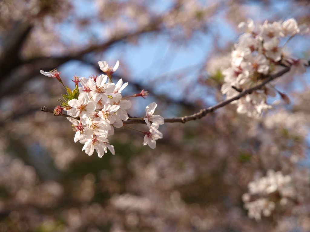 桜