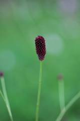 女神湖の草花たち