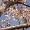 今年の桜