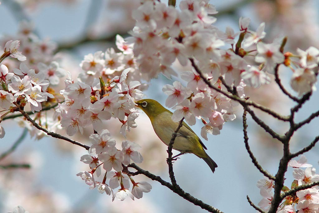桜の蜜を吸うメジロ
