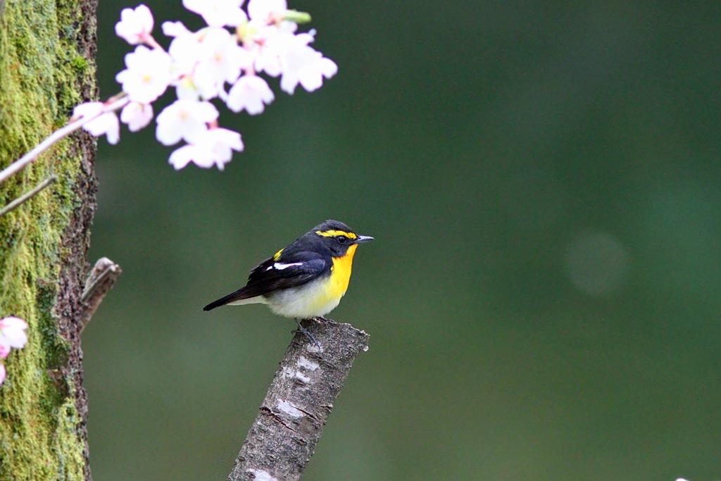 キビタキ桜の木に止まる