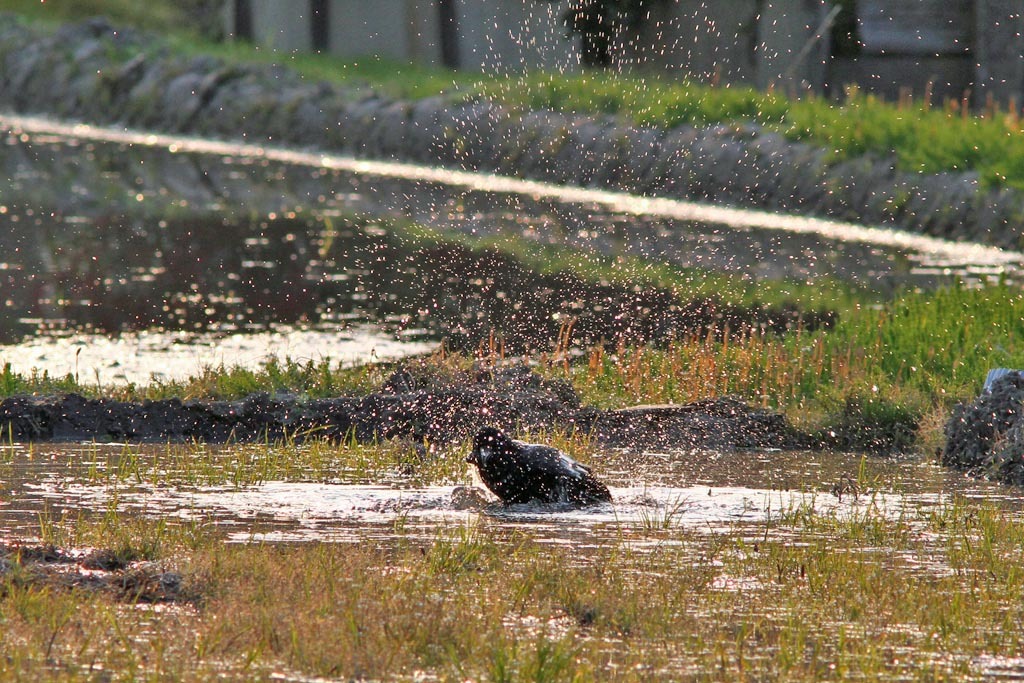 カラスの行水