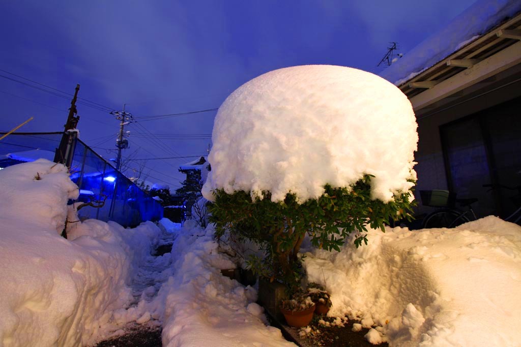 きのこ