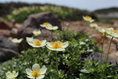 チングルマの花