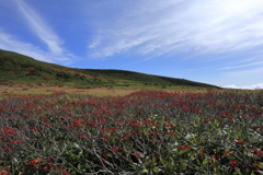 白山弥陀ヶ原平原の秋