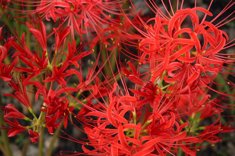 花火
