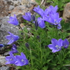 イワギキョウの花