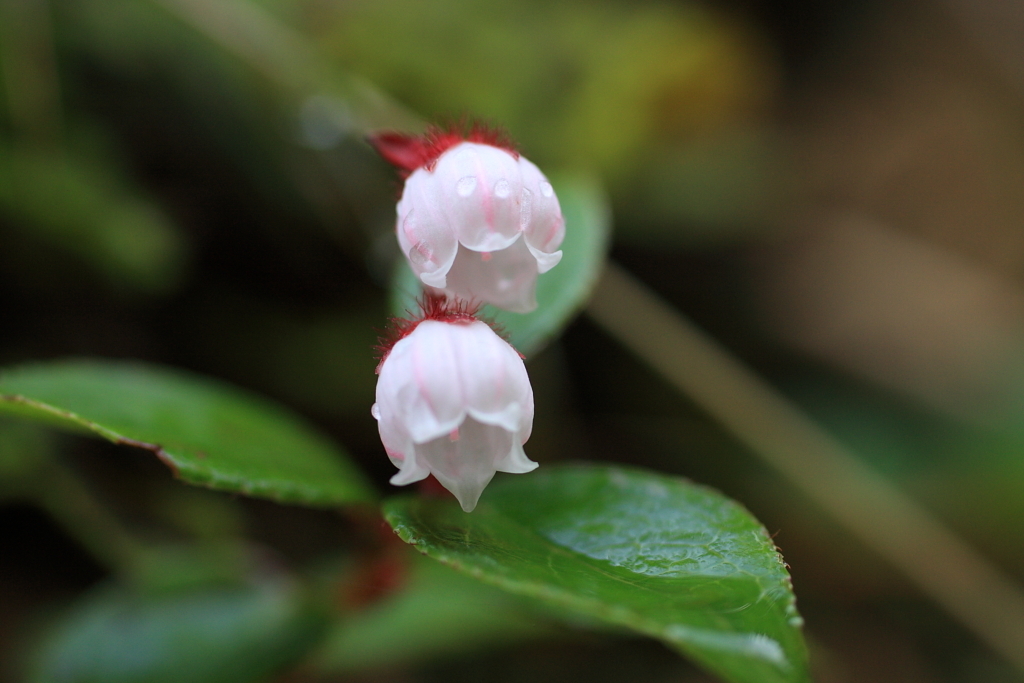 イワハゼの花