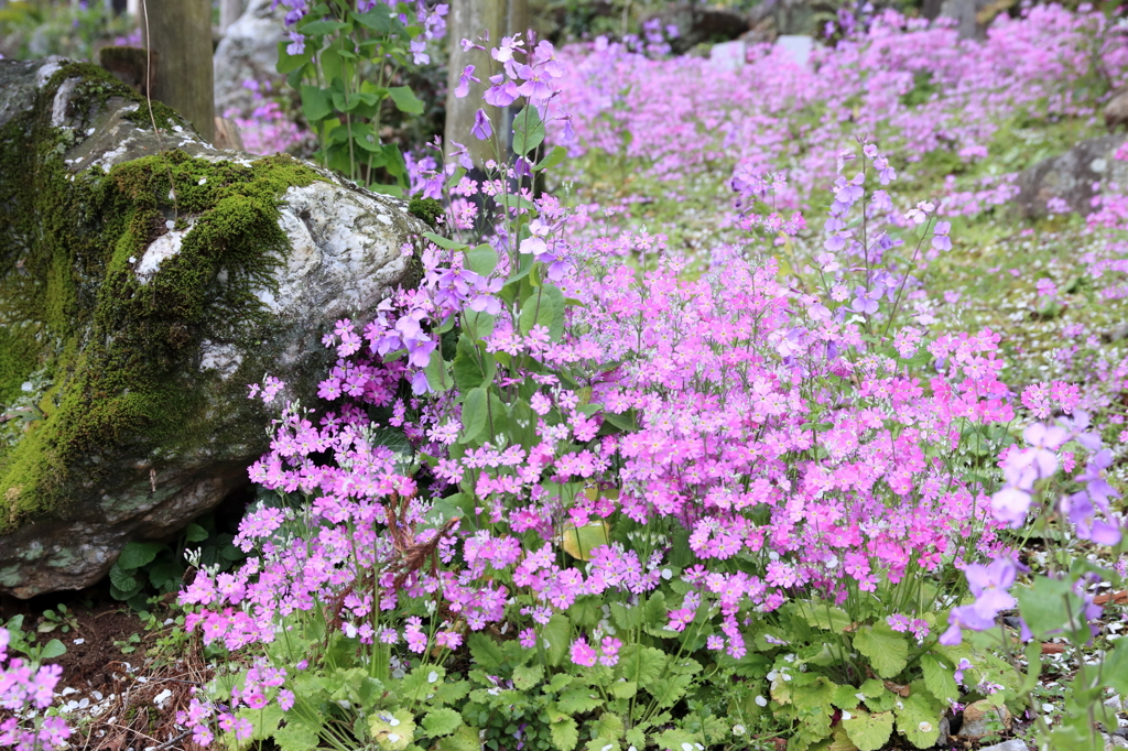 桜草の絨毯１