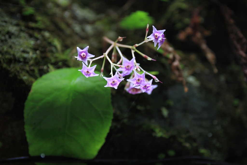 イワタバコの花