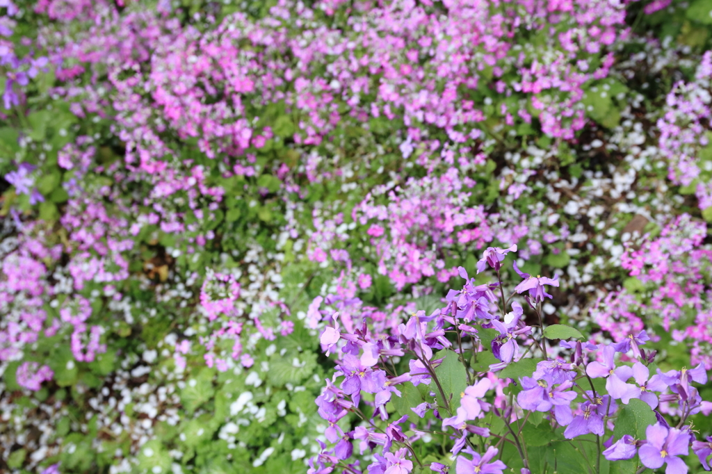 桜草の絨毯２