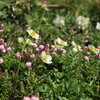夏の花畑