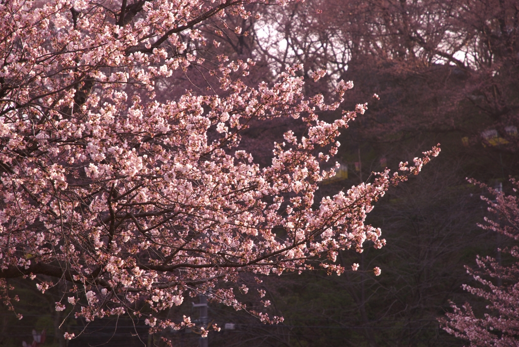 桜