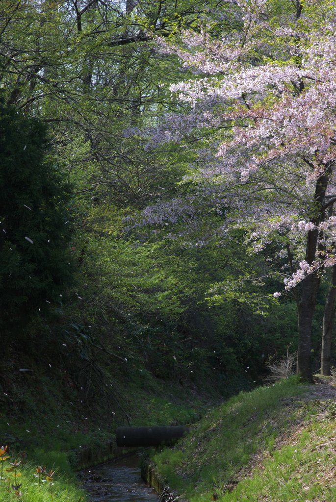 桜舞う