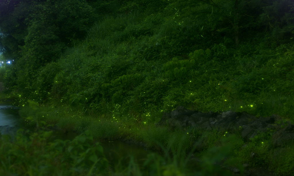 蛍　2008