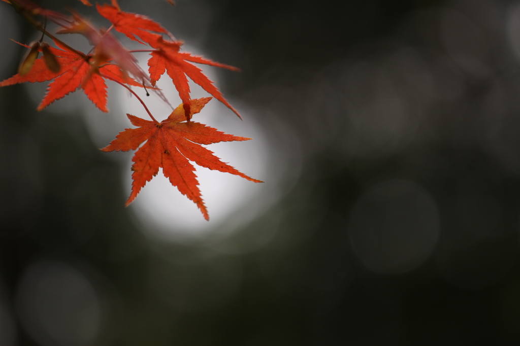 紅葉渓庭園