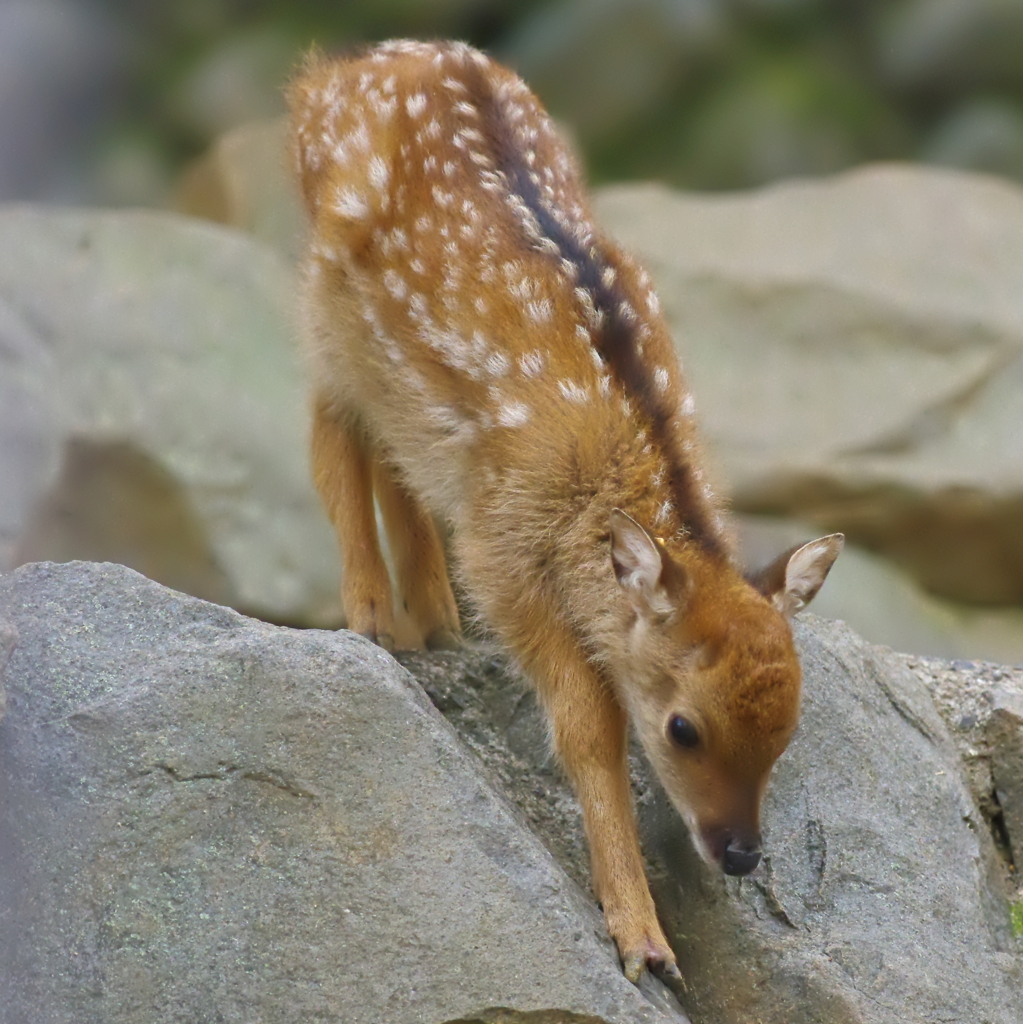 鹿の赤ちゃんもいました