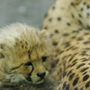 チーター