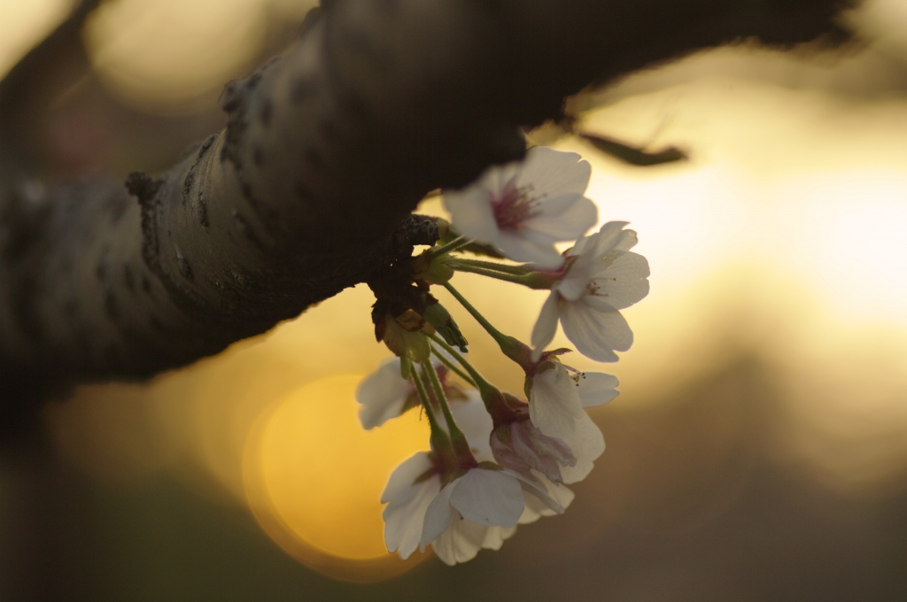 夕日の桜