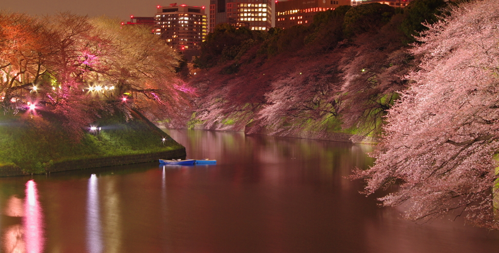 千鳥ヶ淵の夜