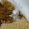 すやすや