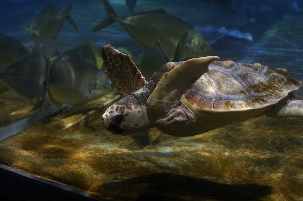 鴨川シーワールドの水族館
