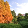 メタセコイヤの紅葉