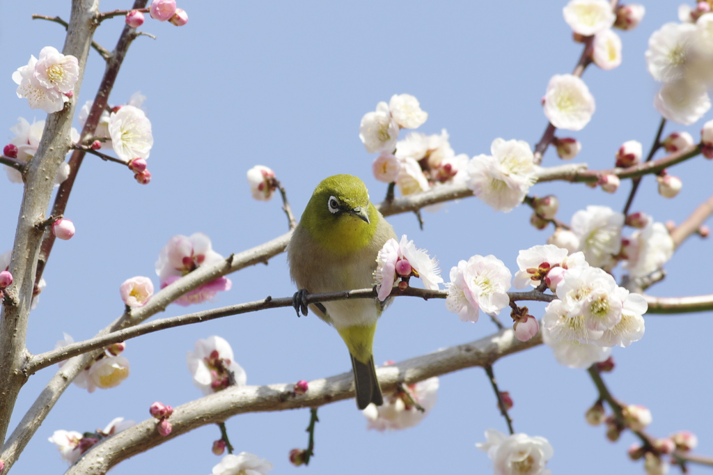 ウメジロウ