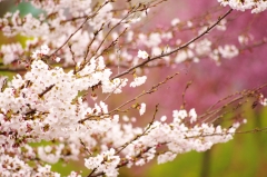 雨の日の桜