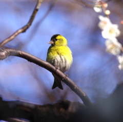 マヒワ♂